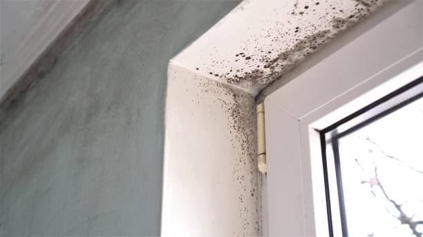 Best Emergency Mold Removal  in Palm Springs North, FL