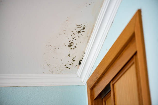 Mold Testing and Removal in Palm Springs North, FL