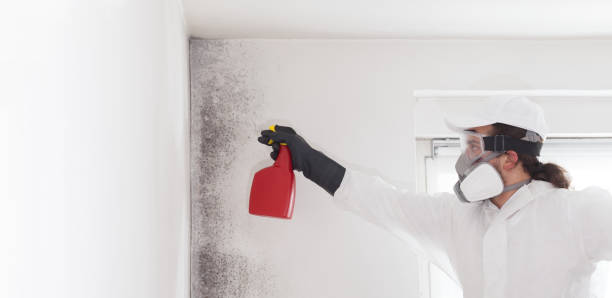 Best Certified Mold Removal  in Palm Springs North, FL