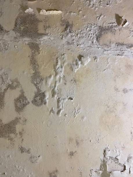  Palm Springs North, FL Mold Removal Pros