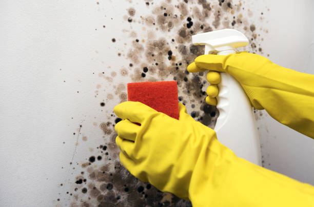 Best Best Mold Removal Companies  in Palm Springs North, FL